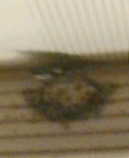 e0150849_21365667.jpg