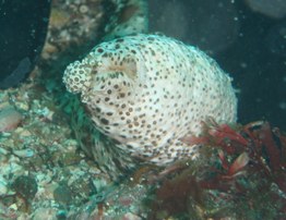 e0065350_2343729.jpg