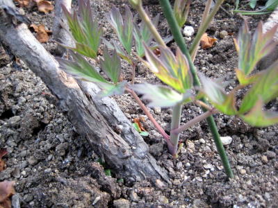 c0147952_2012547.jpg
