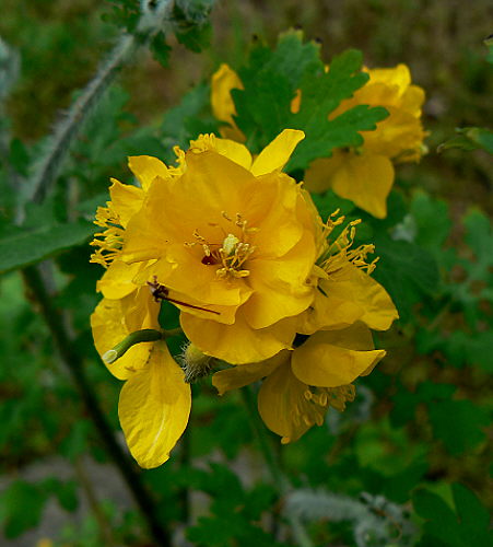 d0091754_1542688.jpg