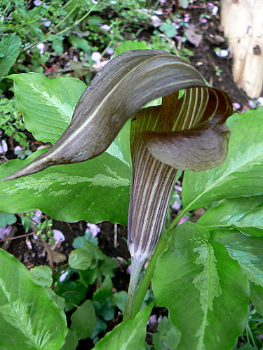 d0091754_48311.jpg