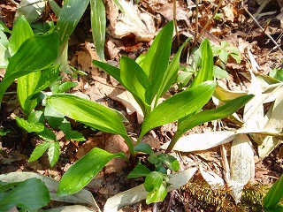 e0004756_20526.jpg