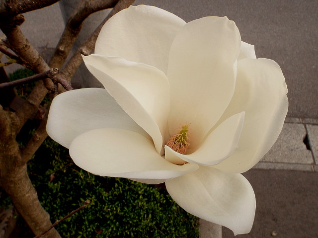 a0007388_12531855.jpg