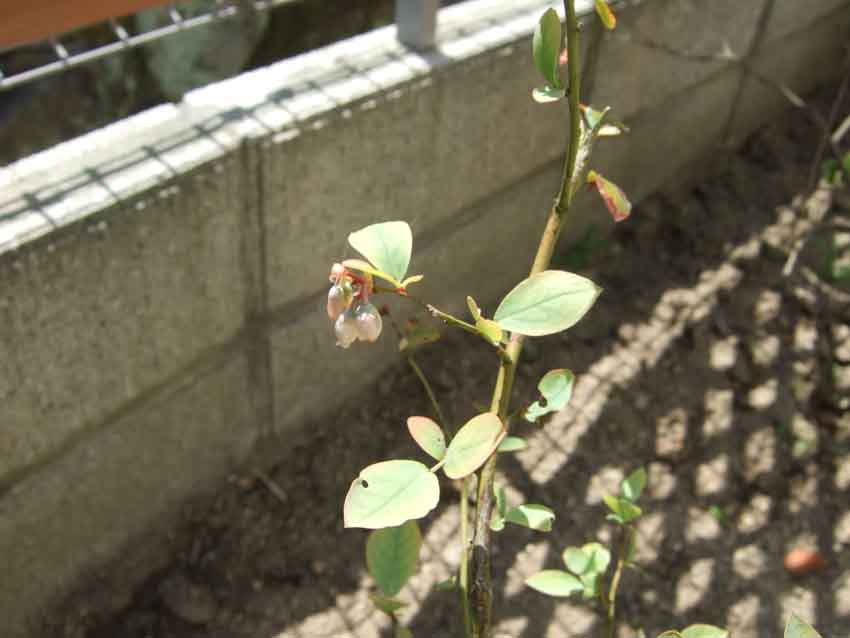 f0176194_13273260.jpg