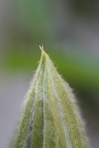 e0082098_21222273.jpg