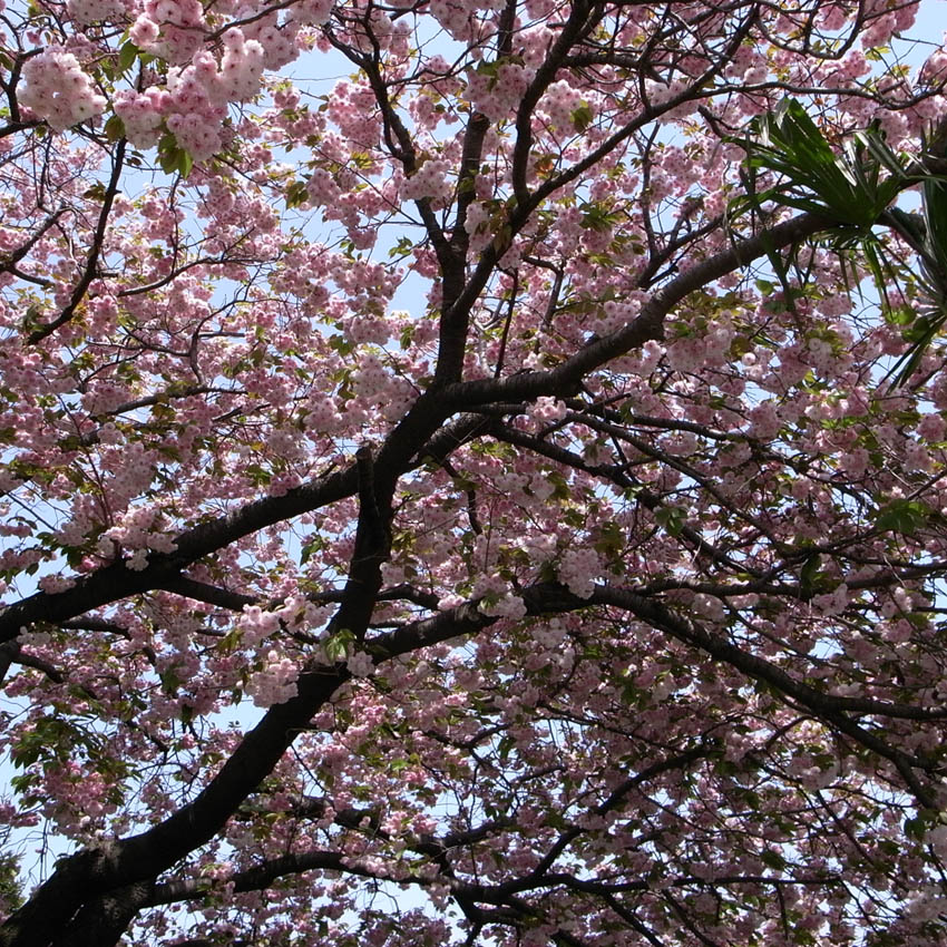 f0108399_20232624.jpg