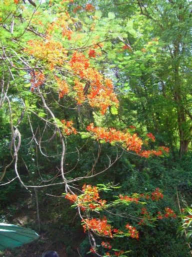 c0110906_11411222.jpg
