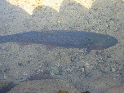 e0058913_1832441.jpg