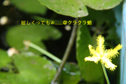 d0042827_2336298.jpg