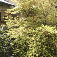 d0033734_1216296.gif