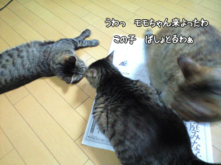 f0116546_035372.gif