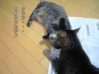 f0116546_043625.gif