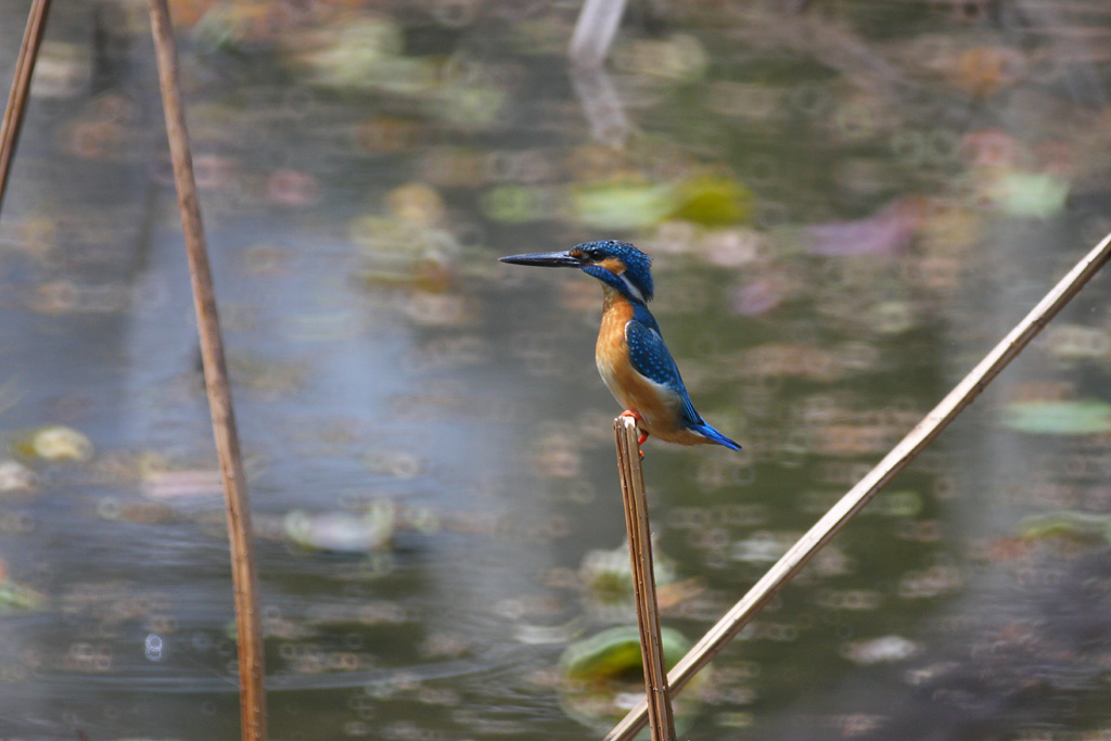 d0148060_21403780.jpg