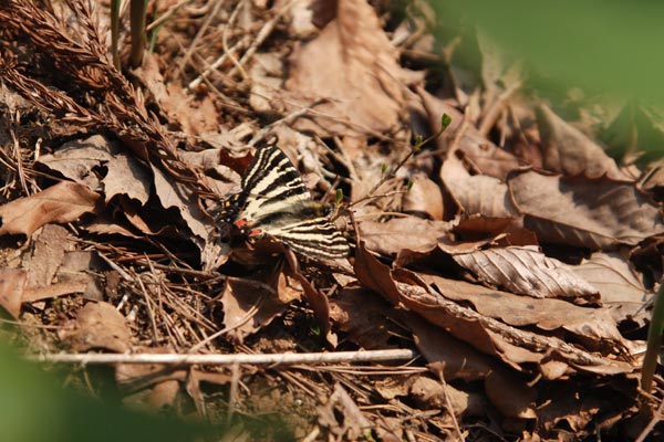 c0043361_12521.jpg