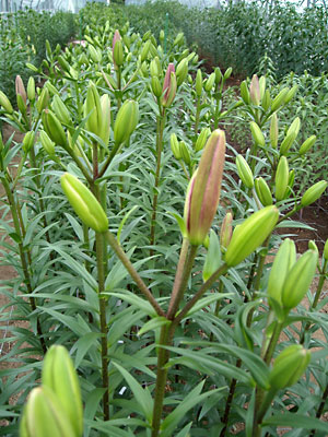 e0097770_9281533.jpg