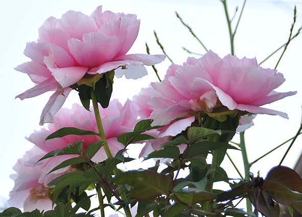 f0198771_0515936.jpg