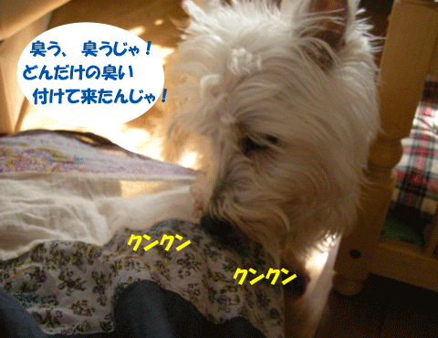 e0066883_225547.gif