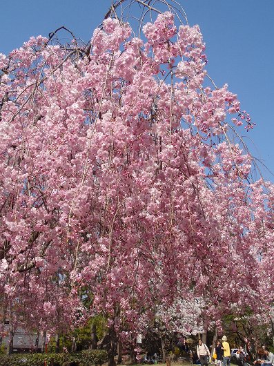 c0105785_100281.jpg