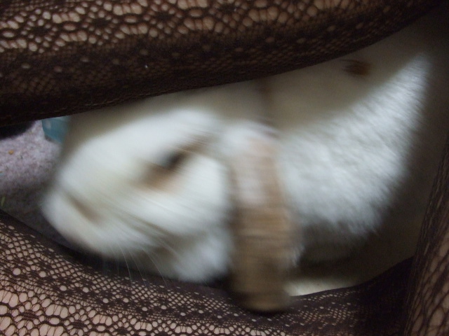 f0189791_21501737.jpg