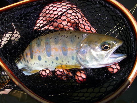 f0141392_17211032.jpg