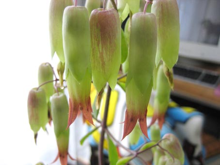 c0004193_1125508.jpg