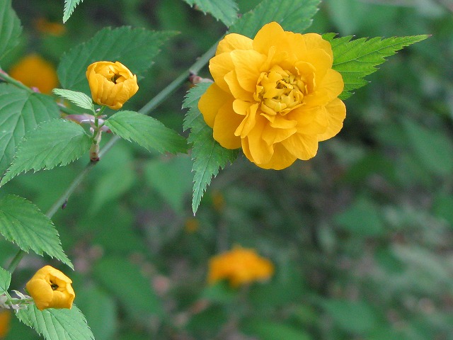 f0181394_12501199.jpg