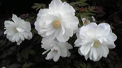 b0044296_22102650.jpg