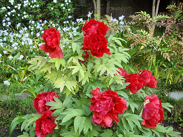 c0138198_1632169.jpg