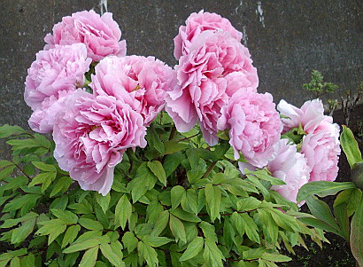 c0138198_1635580.jpg