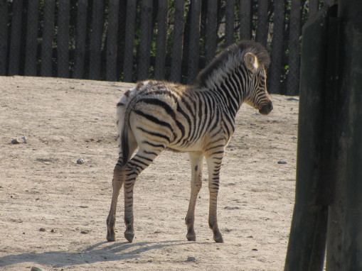 b0116703_2116723.jpg