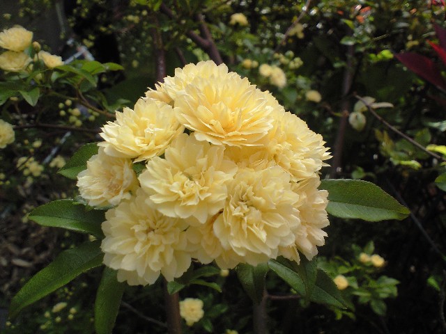 d0000607_935752.jpg