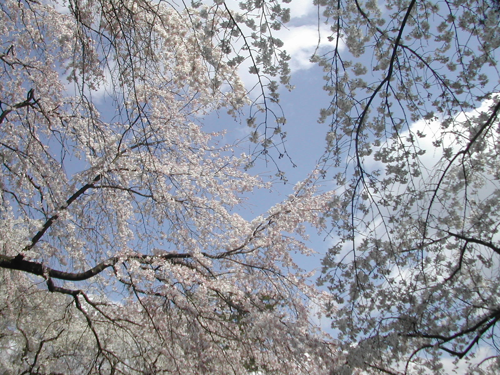 c0132608_153884.jpg