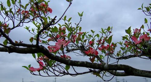 f0147025_882010.jpg