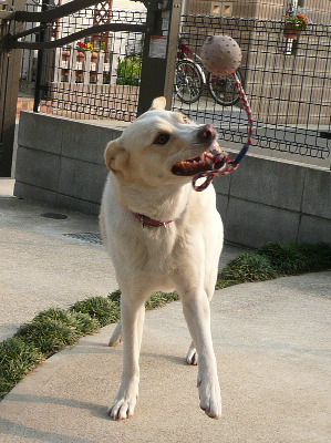 d0140133_141357100.jpg