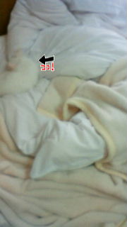 e0150849_974233.jpg