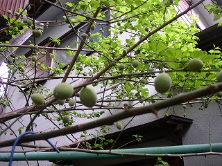 a0068350_5521210.jpg