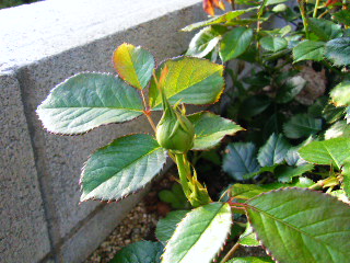c0178855_1551396.jpg
