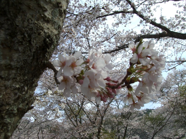 b0147756_7324149.jpg