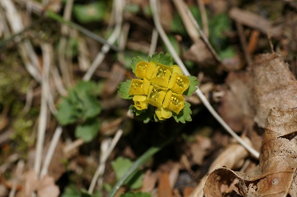 e0054067_055269.jpg