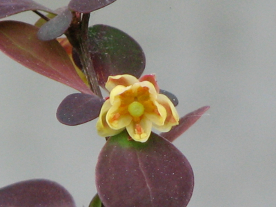d0050472_18432041.jpg