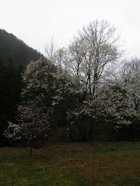 d0134473_1337156.jpg