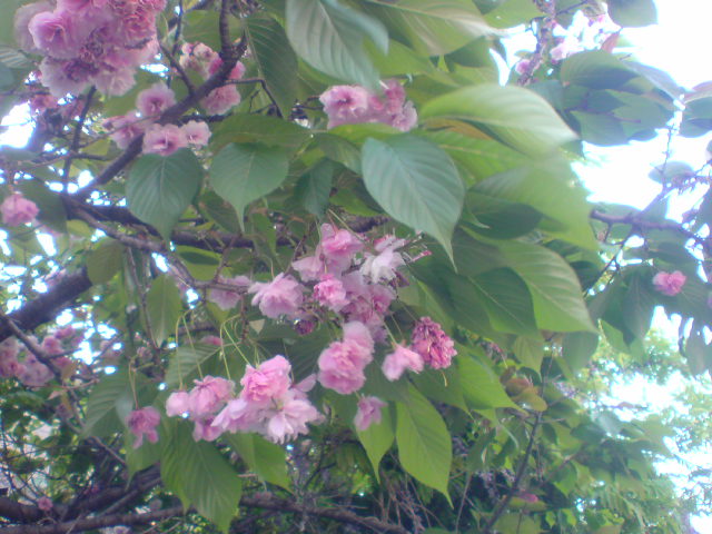 c0182782_21214729.jpg