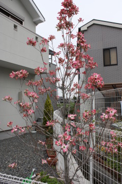 c0118387_20522045.jpg