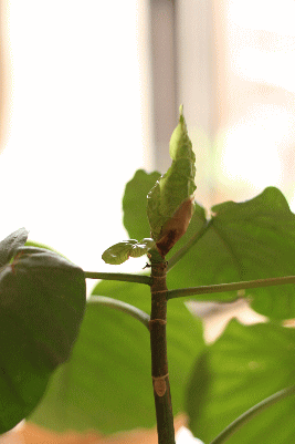 d0100192_230561.gif