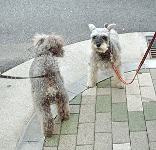 c0138198_1518376.jpg