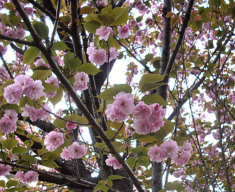 c0138198_1524254.jpg