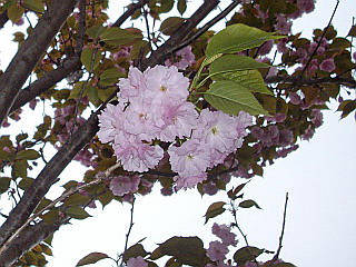 c0138198_15264338.jpg
