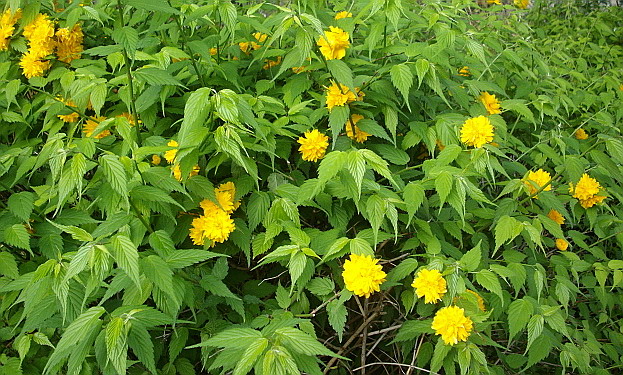 c0138198_1559366.jpg