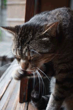 e0156015_22215446.gif