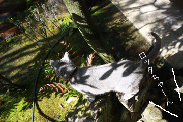 e0156015_23401957.gif